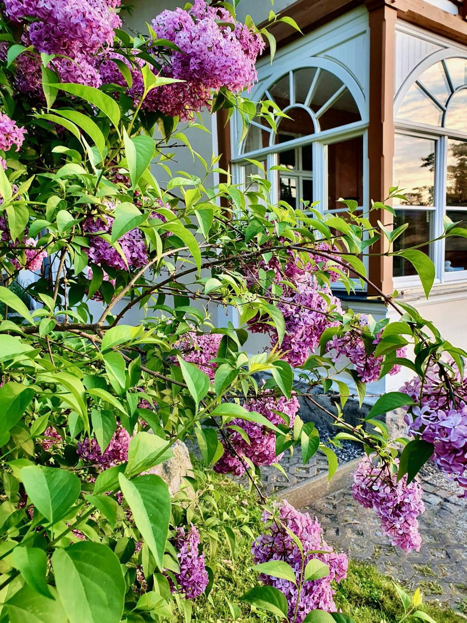 Haus Hedwig * Heringsdorf (Usedom)